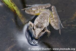 Bwabwata National Park - Caprivi Strip - Namibia