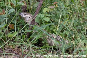 Bwabwata National Park - Caprivi Strip - Namibia