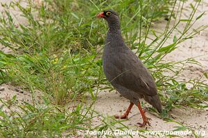 Bwabwata National Park - Caprivi Strip - Namibia