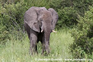 Parc national Bwabwata - Bande de Caprivi - Namibie