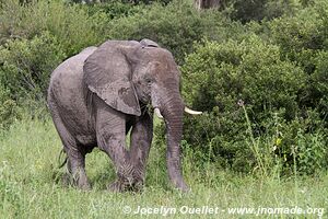 Parc national Bwabwata - Bande de Caprivi - Namibie