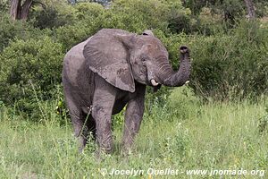 Parc national Bwabwata - Bande de Caprivi - Namibie