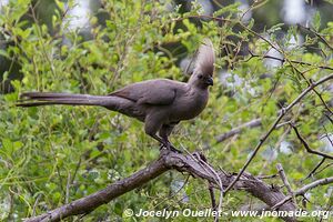 Parc national Bwabwata - Bande de Caprivi - Namibie