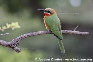 Parc national Bwabwata - Bande de Caprivi - Namibie