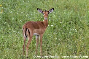 Bwabwata National Park - Caprivi Strip - Namibia