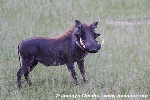 Mahango Area - Bwabwata National Park - Caprivi Strip - Namibia