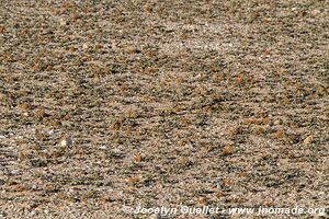 Dorob National Park - - Namibia