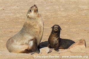 Cape Cross Seal Reserve - Skeleton Coast - Namibie