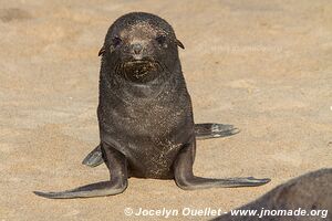 Cape Cross Seal Reserve - - Namibia