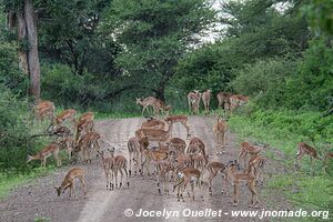 Mahango Area - Bwabwata National Park - Caprivi Strip - Namibia