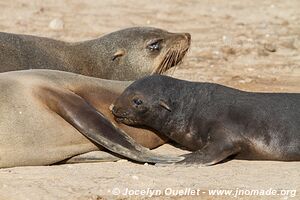 Cape Cross Seal Reserve - - Namibia