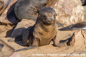 Cape Cross Seal Reserve - - Namibia