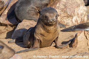 Cape Cross Seal Reserve - Skeleton Coast - Namibie