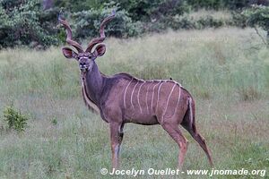 Mahango Area - Bwabwata National Park - Caprivi Strip - Namibia