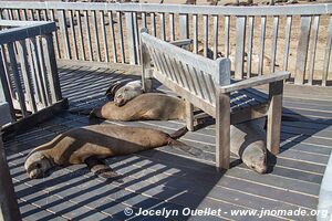 Cape Cross Seal Reserve - - Namibia