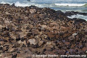 Cape Cross Seal Reserve - - Namibia