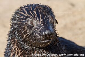 Cape Cross Seal Reserve - - Namibia