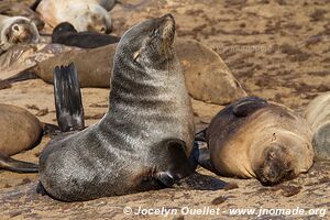 Cape Cross Seal Reserve - - Namibia