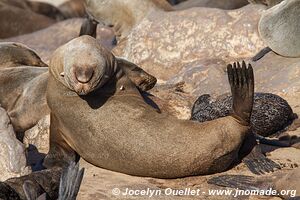 Cape Cross Seal Reserve - Skeleton Coast - Namibie