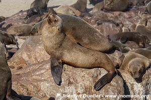 Cape Cross Seal Reserve - - Namibia