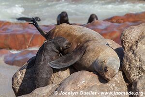 Cape Cross Seal Reserve - Skeleton Coast - Namibie