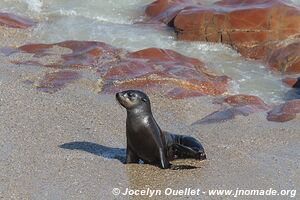 Cape Cross Seal Reserve - Skeleton Coast - Namibie