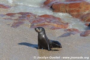 Cape Cross Seal Reserve - - Namibia