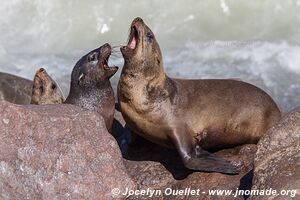 Cape Cross Seal Reserve - - Namibia