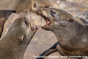 Cape Cross Seal Reserve - - Namibia