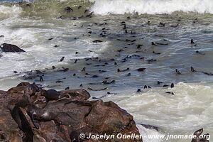 Cape Cross Seal Reserve - Skeleton Coast - Namibie