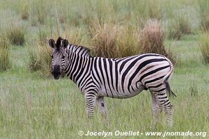 Zone Mahango - Parc national Bwabwata - Bande de Caprivi - Namibie