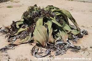 Northern section - Namib-Naukluft National Park - Namibia