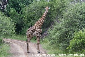 Mahango Area - Bwabwata National Park - Caprivi Strip - Namibia