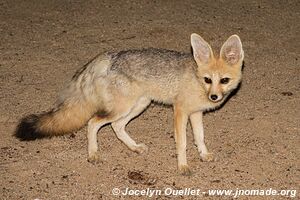 Northern section - Namib-Naukluft National Park - Namibia