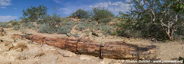 Forêt pétrifiée - Damaraland - Namibie