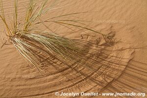 Northern section - Namib-Naukluft National Park - Namibia