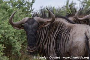 Daan Viljoen Game Park - Namibia