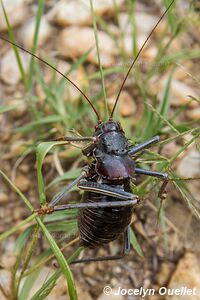 Parc faunique Daan Viljoen - Namibie