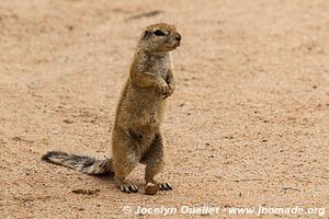 Solitaire - Namibia