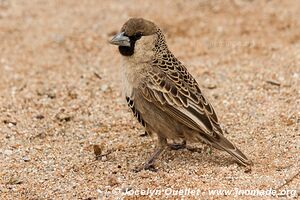 Solitaire - Namibie