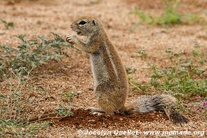 Solitaire - Namibie