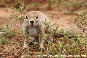 Solitaire - Namibie