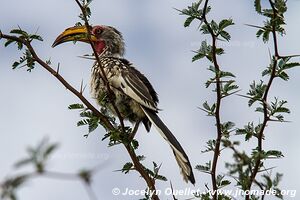 Mahango Area - Bwabwata National Park - Caprivi Strip - Namibia