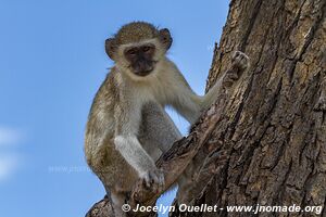 Mahango Area - Bwabwata National Park - Caprivi Strip - Namibia