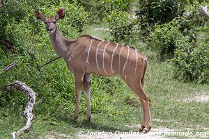 Zone Mahango - Parc national Bwabwata - Bande de Caprivi - Namibie