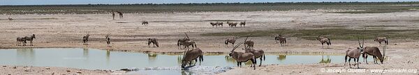 Parc national d'Etosha - Namibie