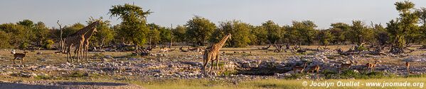 Parc national d'Etosha - Namibie