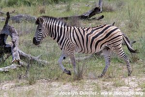 Mahango Area - Bwabwata National Park - Caprivi Strip - Namibia