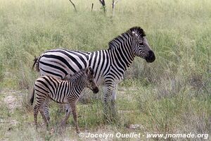 Mahango Area - Bwabwata National Park - Caprivi Strip - Namibia