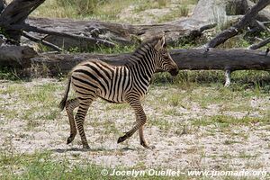 Zone Mahango - Parc national Bwabwata - Bande de Caprivi - Namibie